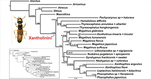 Endophallus Spiraling Occurring After Its Eversion Is An Innovation In Beetle Evolution