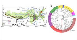 Population genomics of red pandas reveals two phylogenetic species and their different evolutionary histories