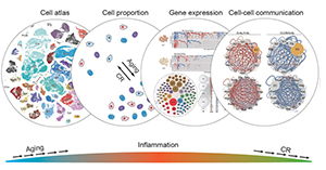 Novel Insight into the first multi-tissue single-cell transcriptomic atlases in Rattus norvegicus aging and CR