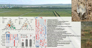 Climate change shapes the vole population by regulating the composition and metabolism functions of vole’s gut microbiota