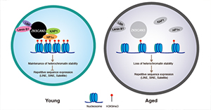 Scientists reveal novel epigenetic mechanism underlying human stem cell aging