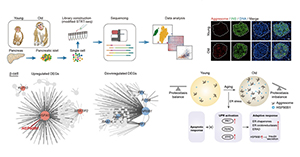 Researchers Provide Novel Insight into Primate Islet Aging