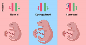 Researchers Discover That Overcoming the Genomic Imprinting Barrier Improves Mammal Cloning
