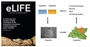 Tobacco budworm moths have receptors in their egg-laying organs that detect odorants produced by their host plants