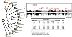 A novel major locus in regulating beak evolution of the Ground tit