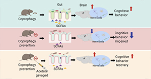 Coprophagy Regulates Energy Metabolism and Cognitive Behavior by Affecting Gut Microbiota