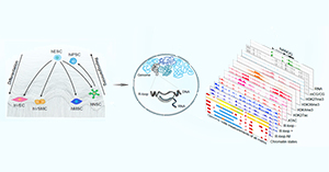Researchers depict genome-wide R-loop landscapes during human stem cell multi-lineage differentiation and reprogramming
