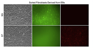 Model human X chromosome random inactivation using naive human embryonic stem cells