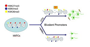 UTX Regulates Human Neural Differentiation and Dendritic Morphogenesis