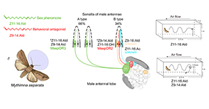 Unlocking olfactory secrets of the Oriental armyworm, a major pest in cereal crops