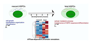 BLOOD| Smarca5 mediated epigenetic programming facilitates fetal hematopoietic stem and progenitor cell development in vertebrates