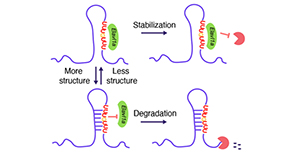 Researchers Reveal RNA structural dynamics regulating early embryogenesis