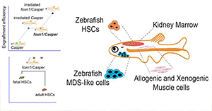 Stem Cell Reports | Generation of foxn1/Casper Mutant Zebrafish for Allograft and Xenograft of Normal and Malignant Cells