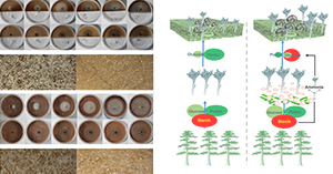 A symbiosis explained: how a beetle’s bacterial associates enable an invasive bark beetle—fungus complex to coexist in a nutrient poor environment