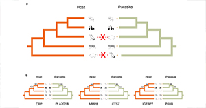Comparative genomics reveals genomic signatures of coevolution between non-model mammals and parasitic roundworms