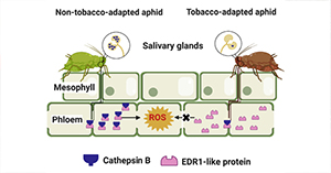 An aphid-secreted salivary protease activates plant defense in phloem