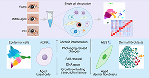 Researchers Provide Novel Insights into Human Skin Aging