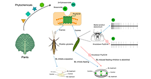 Discovery of a gustatory receptor tuned to the steroid plant hormone brassinolide in the diamondback moth