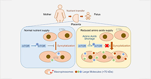 Researchers reveal a unique cellular strategy in placenta to compensate nutrient deprivation during pregnancy