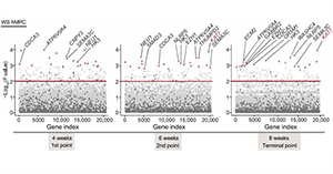 Scientists develop a new gene therapy strategy for delaying aging