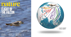 Scientists decoded the spatio-temporal dynamics of bird migration routes and the genetics basis of long-distance migration