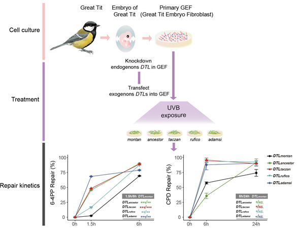 Scientists unravelled similar but not identical evolutionary trajectories of birds in adaptation to a high-elevation environment