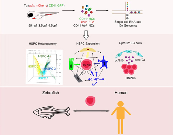 Researchers Provide Novel Insight Into the Hematopoietic Stem and Progenitor Cell Expansion At Single-Cell Resolution