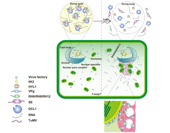 Researchers Reveal the Formation and Disassembly Mechanisms of Membraneless Organelles