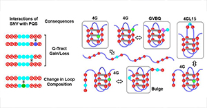 Researchers from the CAS disclose genome-wide variations in the secondary structure of DNA among people