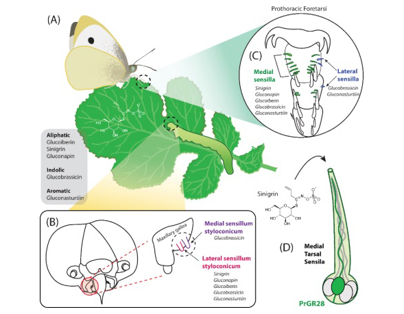 The gustatory receptor tuned to sinigrin is discovered in the cabbage butterfly Pieris rapae
