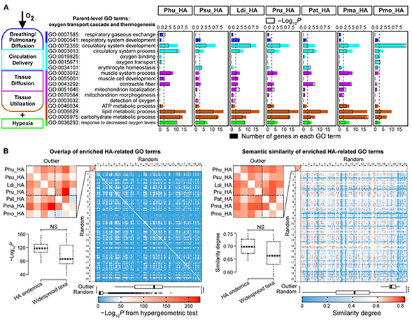 Parallel genomic responses of East Asian tits to historical climate change and high elevation adaptation