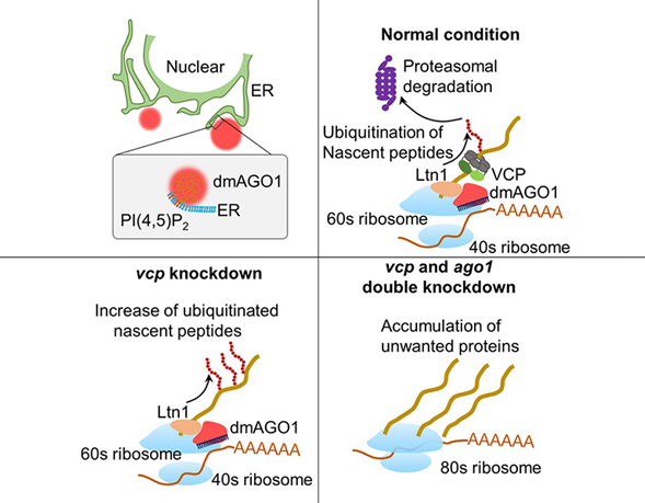 Researchers Reveal a Novel Role of AGO Proteins in Regulating Protein Quality Control on ER