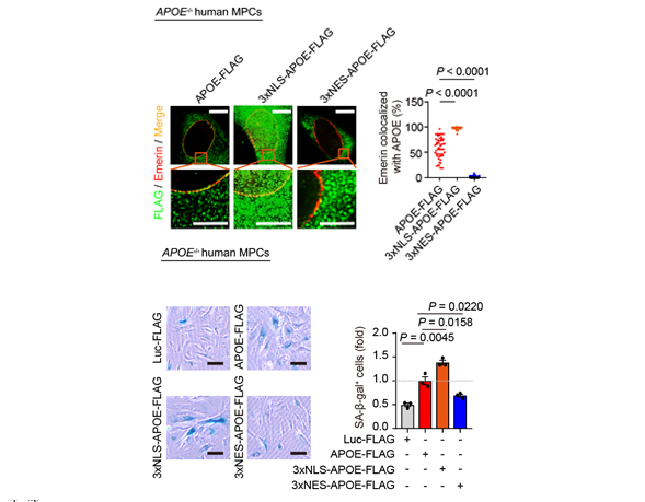 APOE destabilizes heterochromatin and drives senescence