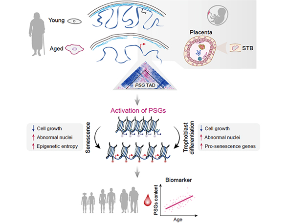 Increase in Chromatin Entropy Drives Cellular Aging, Say Researchers