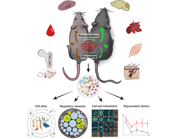 Old Mice, Young Milieu: Understanding How Aged Stem Cells Are Revitalized for Systemic Rejuvenation