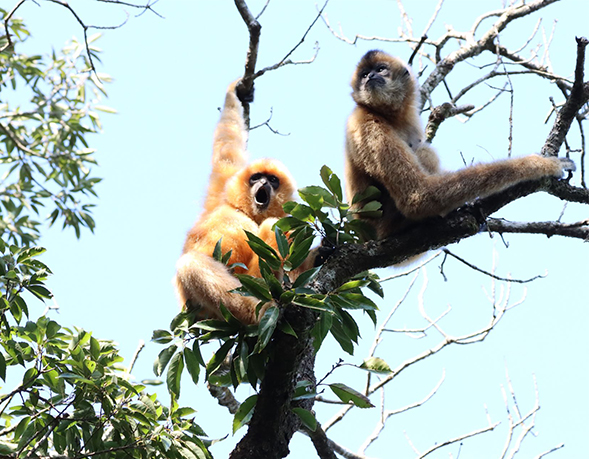 IoZ/CAS found that the population of the Critically Endangered Hainan gibbon increased, but its reproductive potential is not fully realized