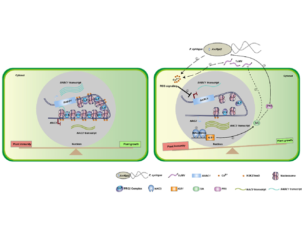 Researchers Reveal the Balancing Mechanisms of Plant Immunity and Growth Mediated by lncRNAs