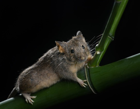 Researchers Engineer A Novel Sustainable Karyotype In Mice