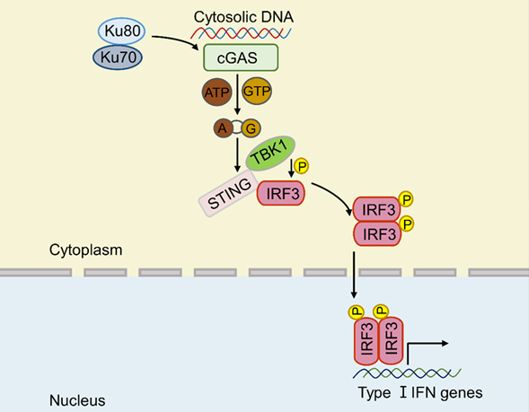 Researchers identify Ku proteins as new co-sensors of cyclic GMP-AMP synthase