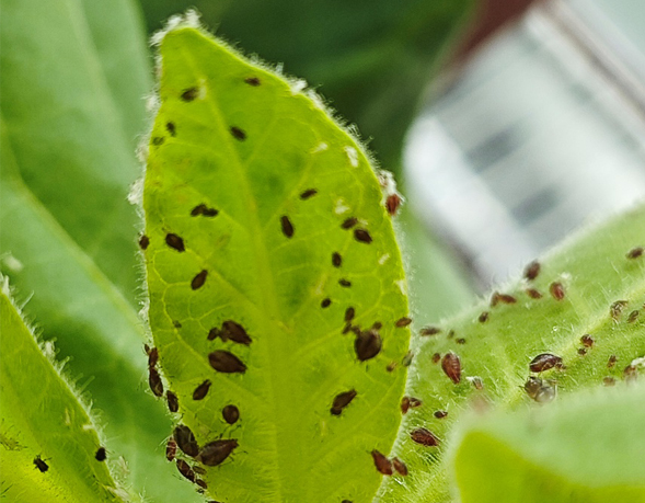Aphid Salivary Protein Promote Virus Infection in Plants