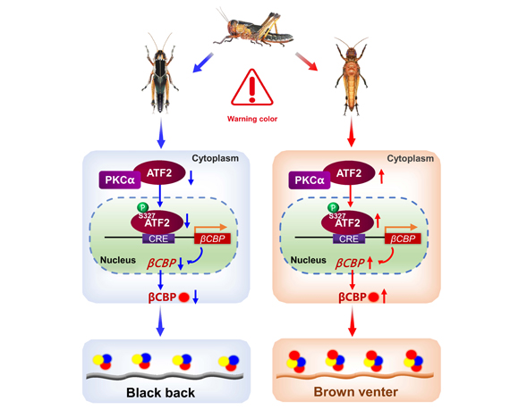 Gregarious Locusts Wear Contrasting Black-brown ‘Clothes’ to Warn Predators