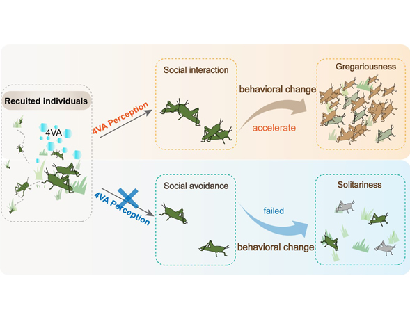 ‘Sociability’ of Locusts: Social Interactions Promote Aggregation