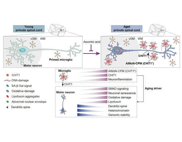 Scientists discover hidden barriers and signs of damage in the aging spinal cord of primates