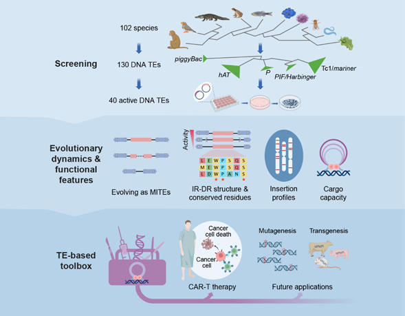 Large-scale Study Reveals Functional Diversity of DNA Transposons and Expands Genome Engineering Toolbox