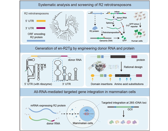 Novel Gene Writing Technology Enables All-RNA-mediated Targeted Gene Integration in Human Cells