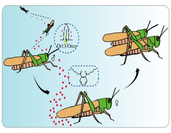 Locusts Locate Mates by Sex Pheromones at Low Density