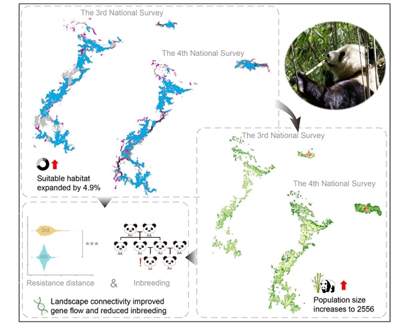 Scientists Reveal Habitat Connectivity Drives Panda Recovery