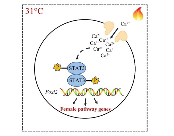 Discovery of new female-determining pathway in turtles