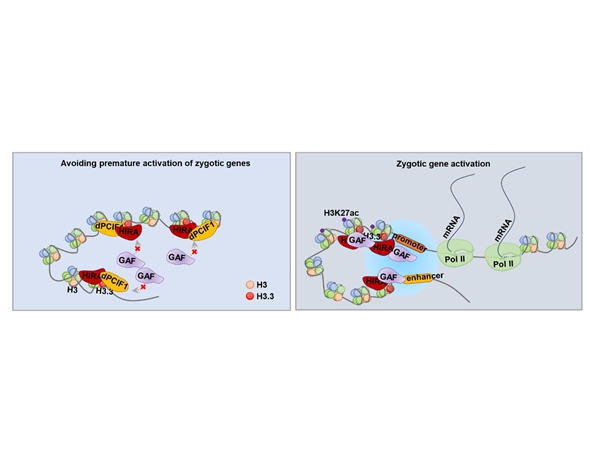 Researchers Characterize a Coordinated Role of HIRA and dPCIF1 in Regulating Orderly ZGA in Early Embryos