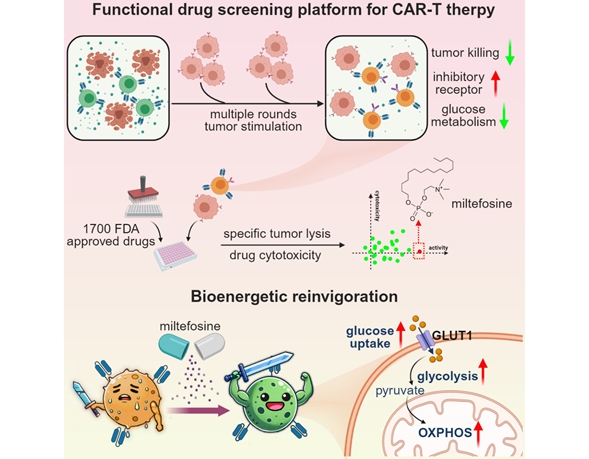 Researchers Establish Drug Screening Platform for Reinvigorating Exhausted CAR-T Cells